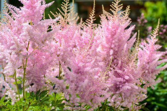 Astilbe Flowers: