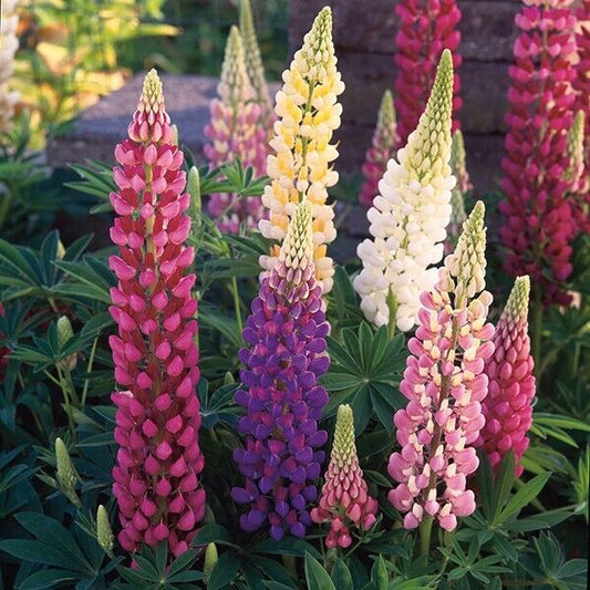 25 Festival Mixed Lupine Seeds Flower Perennial Hardy Flowers Seed 938 US SELLER