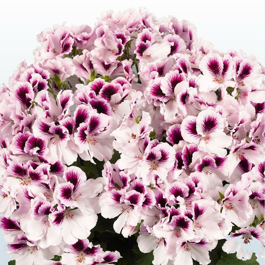 10 White Purple Geranium Seeds Perennial Flower Seed Flowers Bloom 236 US SELLER