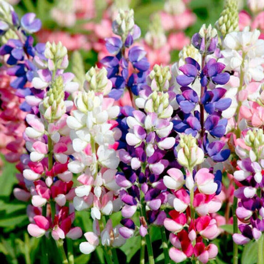 25 Avalune Mix Lupine Seeds Flower Perennial Flowers Seed 810 US SELLER