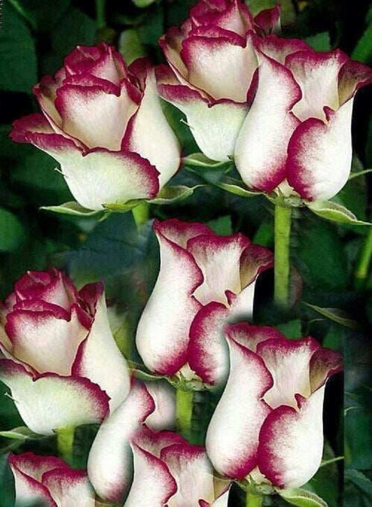 10 White Pink Rose Seeds Flower Bush Perennial Flowers Seed Bloom 153 US SELLER