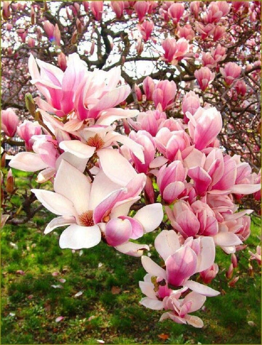 5 Light Pink White Magnolia Seeds LILY FLOWER TREE Fragrant Seed 126 US SELLER