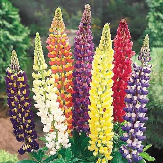 25 Mixed Dwarf Lupine Seeds Flower Perennial Flowers Hardy Seed 1007 US SELLER
