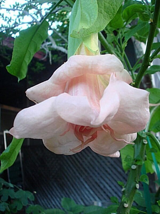 10 DBL Baby Pink Angel Trumpet Seeds Flowers Seed Flower Brugmansia Datura 638