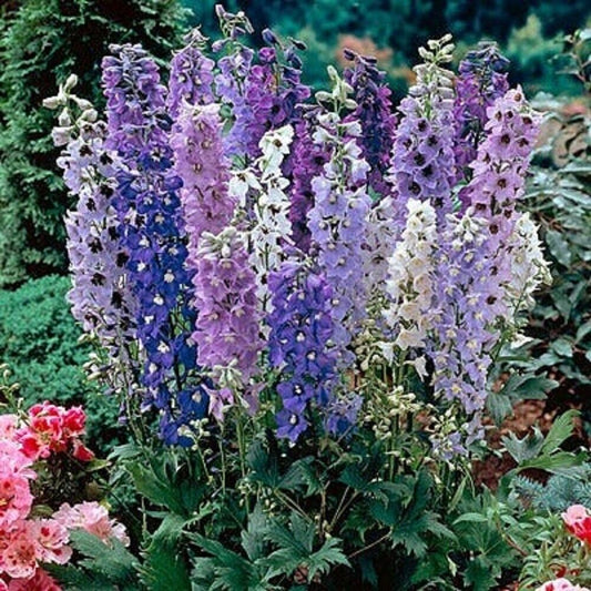 50 Magic Fountain Delphinium Seeds Perennial Garden Flower Seed Flowers 766 USA