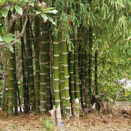 50 Giant Thorny Bamboo Seeds Privacy Climbing Garden Shade Seed 395 US SELLER