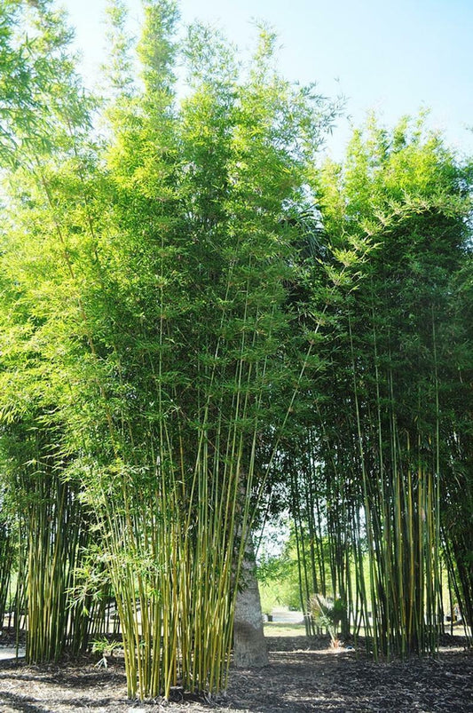 50 Bambusa Oldamii Bamboo Seeds Privacy Garden Clumping Shade Seed 388 US SELLER