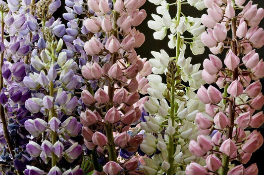 25 Pastels Mix Lupine Seeds Flower Perennial Flowers Hardy Seed 1011 US SELLER