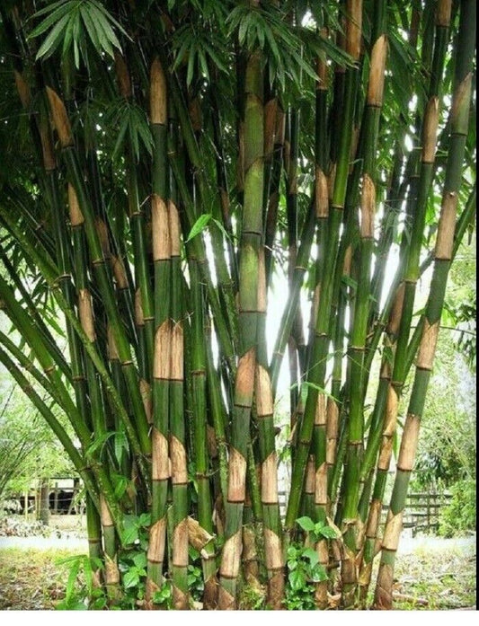 50 Giant Atter Bamboo Seeds Privacy Garden Clumping Exotic Shade Screen Seed 398