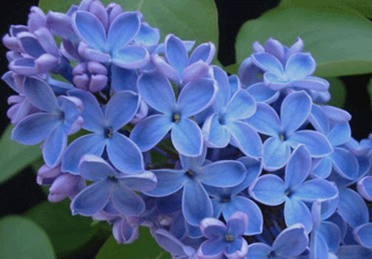 25 Blue Lilac Seeds Tree Fragrant Flowers Flower Perennial Seed  355 US SELLER