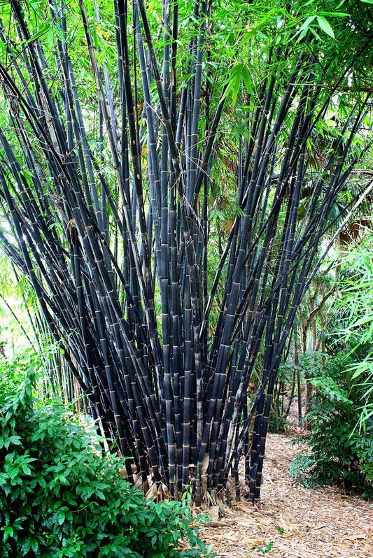 50 Tropical Black Bamboo Seeds Privacy Clumping Shade Screen 402 US SELLER
