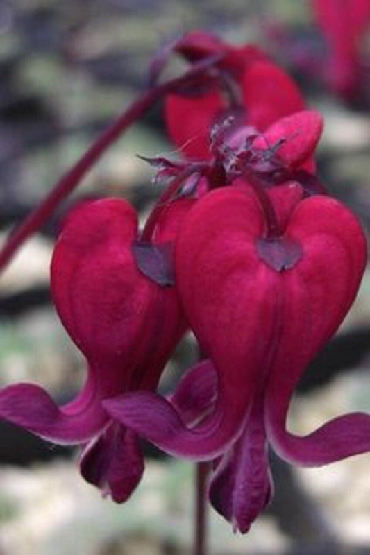25 Dark Red Bleeding Heart Seeds Dicentra Spectabilis Shade Flower Garden 681