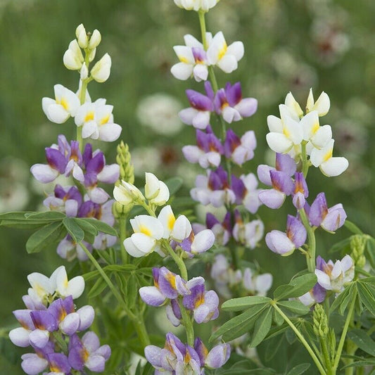 25 Lilac Javelin Lupine Seeds Flower Perennial Hardy Flowers Seed 1002 US SELLER