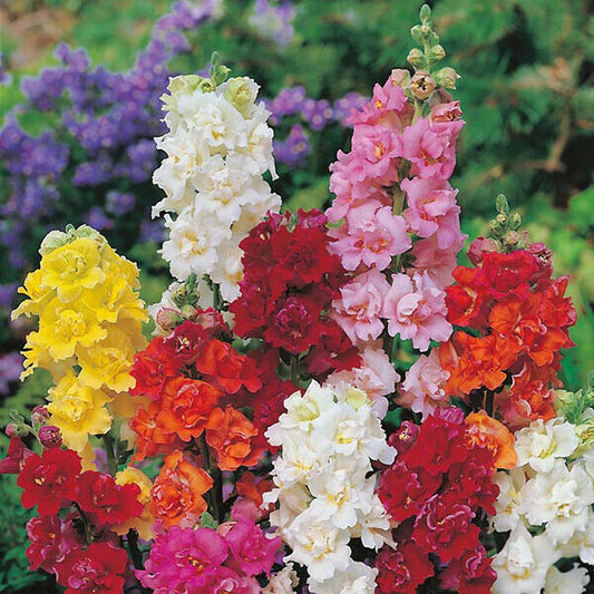200 Double Mix Snapdragon Seeds Flower Perennial Flowers Seed 310 US SELLER