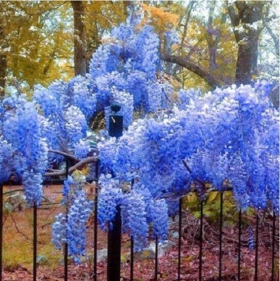 5 Bright Blue Chinese Wisteria Seeds Vine Climbing Flower Perennial Rare 569 USA