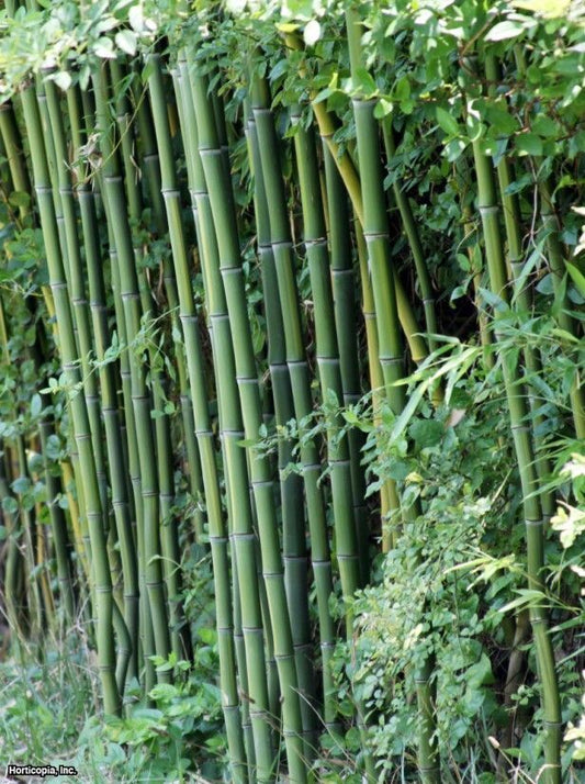 50 Cui Zhu Bamboo Seeds Privacy Climbing Garden Clumping Shade Screen 765