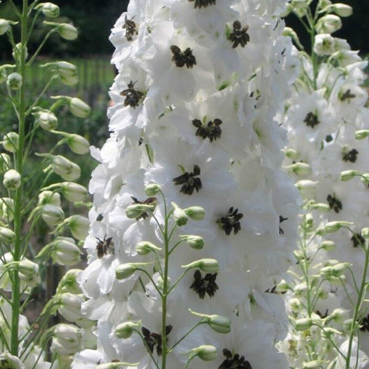 50 White Dark Bee Delphinium Seeds Perennial Garden Flower Seed Flowers 825 USA