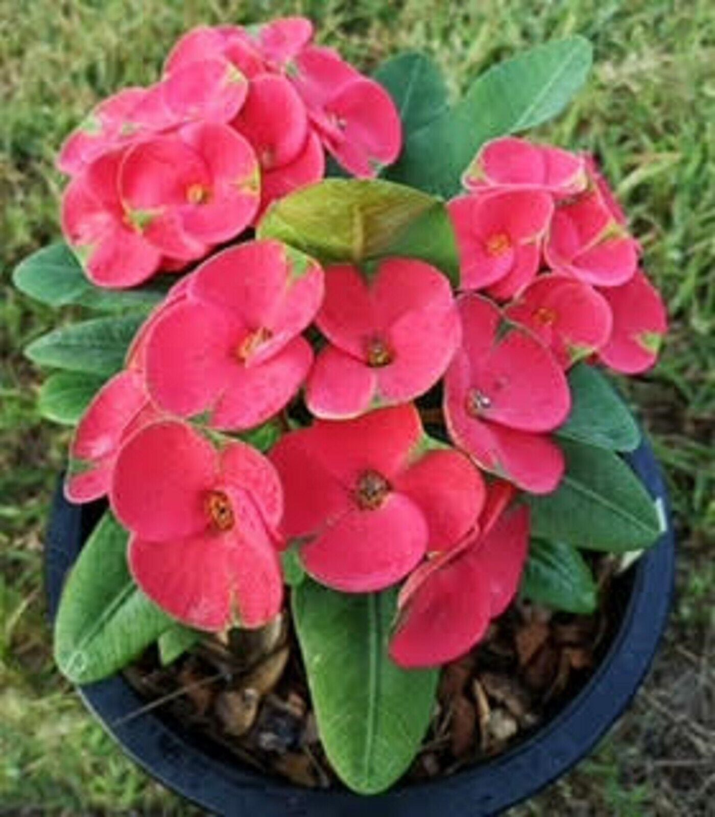 TruBlu Supply One 6 inch + Stem Cutting - Red Crown of Thorns Christ Plant - Euphorbia Milii - Live Succulent Plant, Crownt