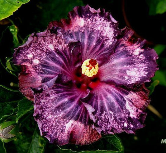 20 Dark Purple Pink Hibiscus Seeds Flowers Flower Seed Perennial Bloom 494