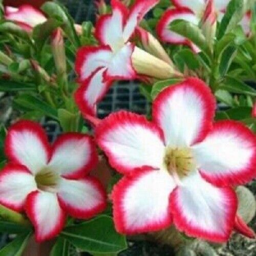 Seeds - 4 Rare Yellow White Desert Rose Seeds Adenium Perennial Flowers,  Flowering Seeds