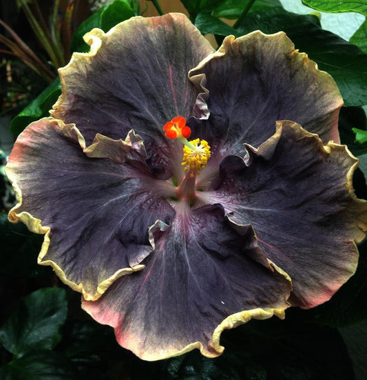 20 Yellow Black Hibiscus Seeds Perennial Hardy Flower Flowers Exotic Seed 105