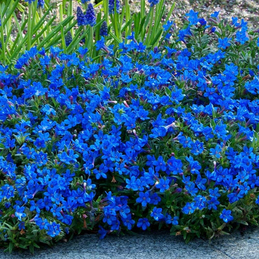25 Bright Blue Alyssum Seeds Carpet Flower Sweet Flowers Seed 270 US SELLER