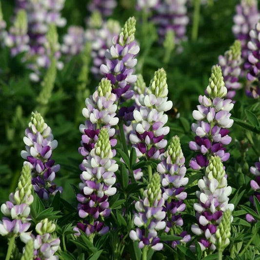 25 Lilac White Lupine Seeds Flower Perennial Hardy Flowers Seed 1003 US SELLER