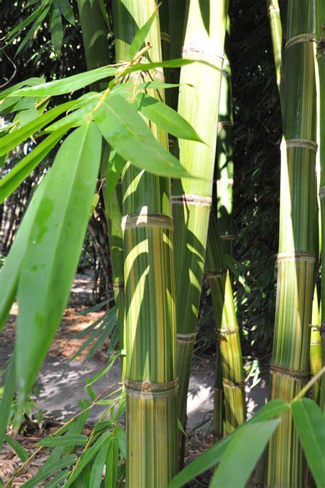 50 Huang Zhu Bamboo Seeds Privacy Climbing Garden Clumping Shade Screen 769