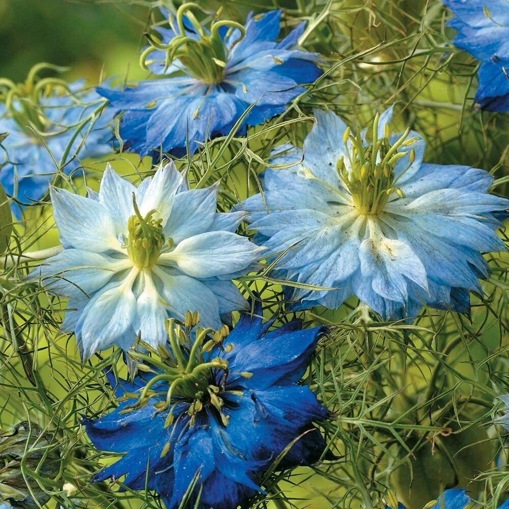 100 Blue Mix Love In A Mist Seed Flower Persian Jewel Nigella Annual F