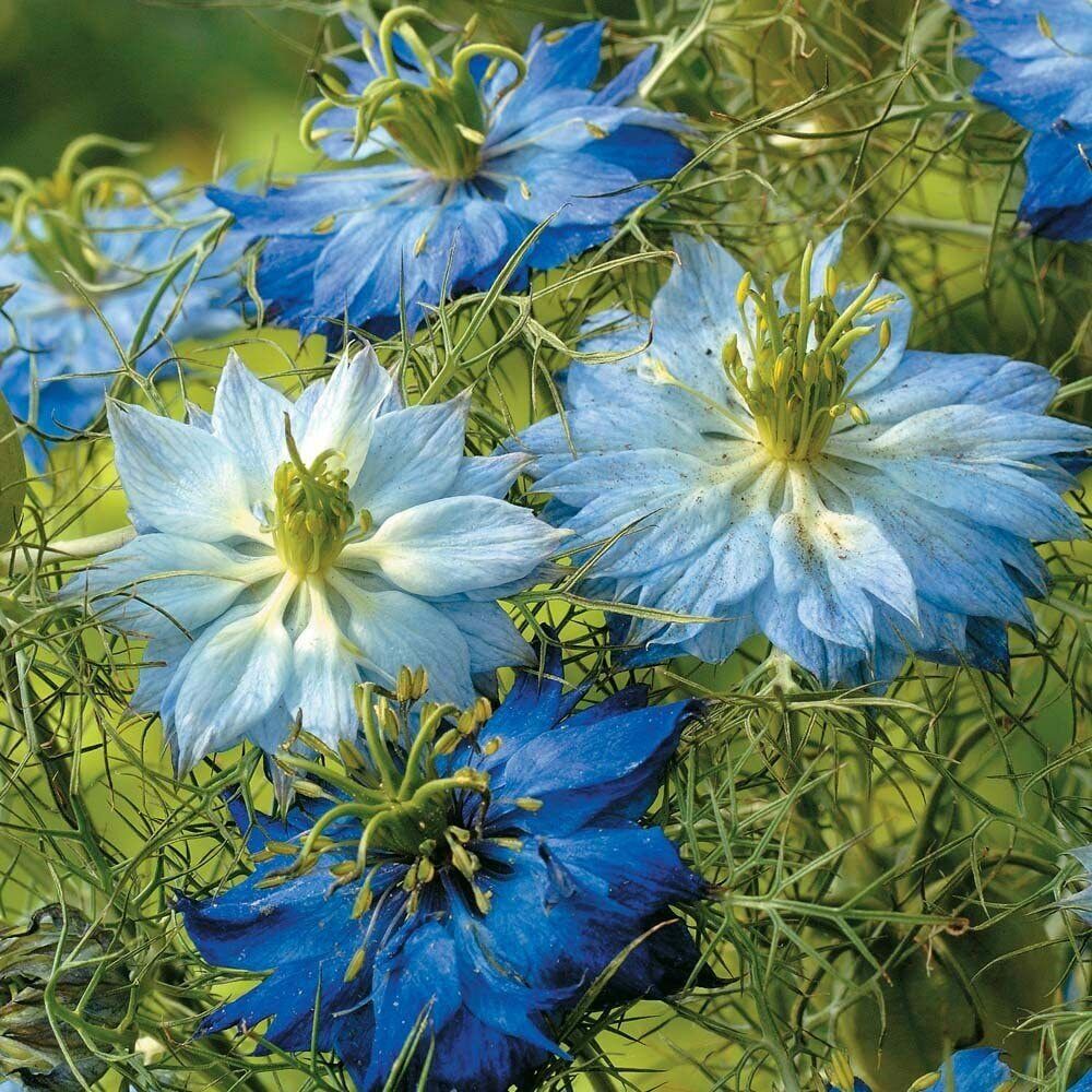 100 Blue Mix Love In A Mist Seed Flower Persian Jewel Nigella Annual Flowers 125