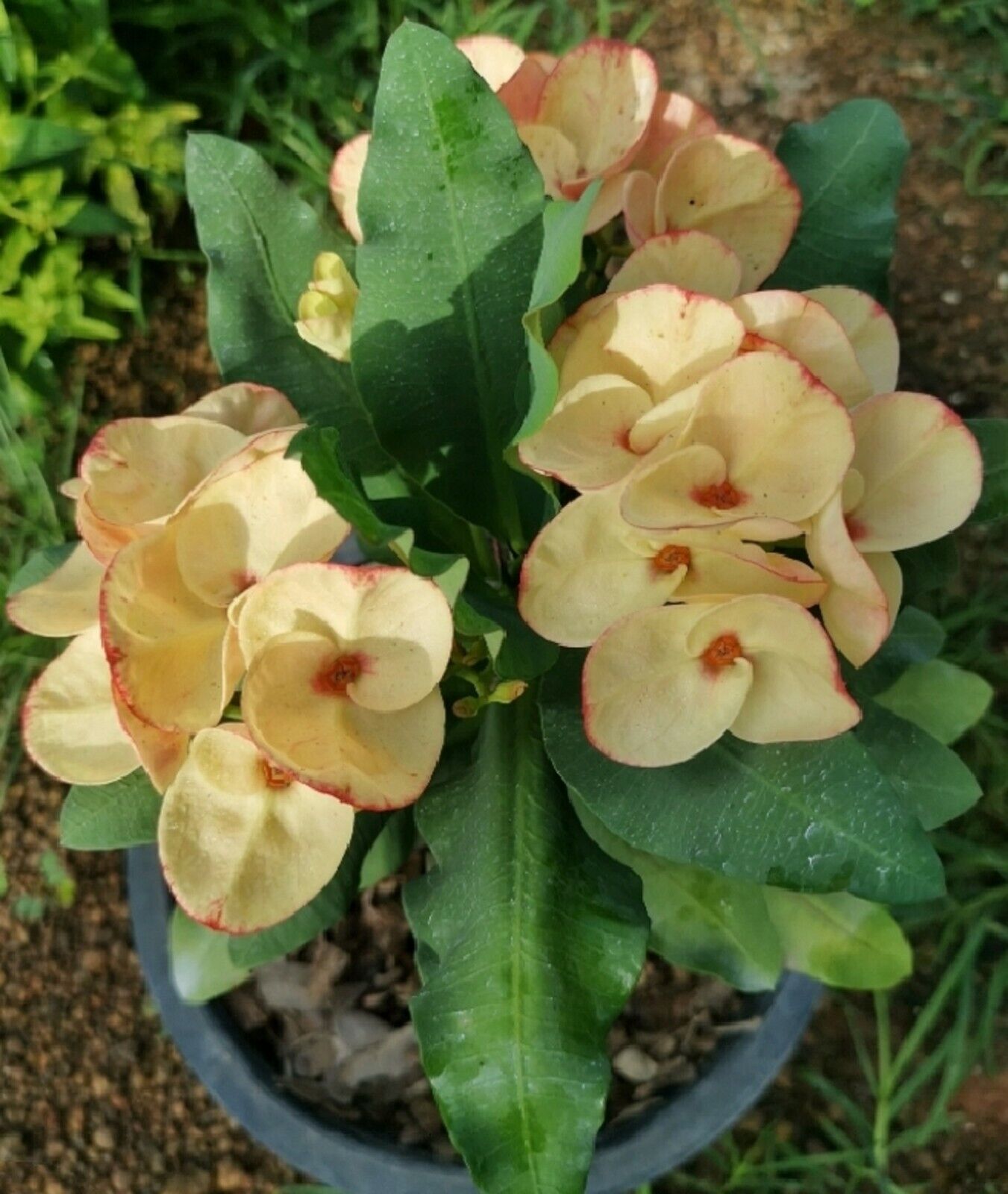 Yellow Crown of Thorns Euphorbia Milii Succulent