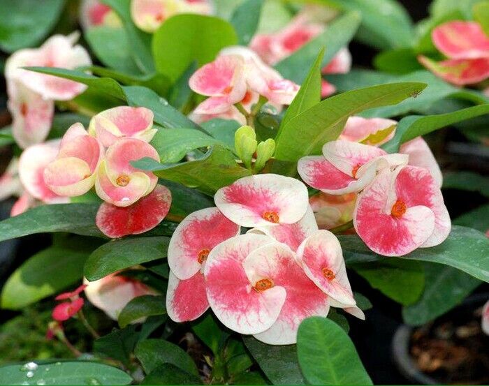 Euphorbia milii (Crown of Thorns)