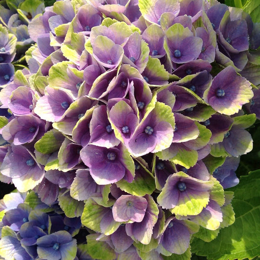 5 Ever Last Purple Hydrangea Seeds Perennial Flowers Flower Garden Seed 1422 USA