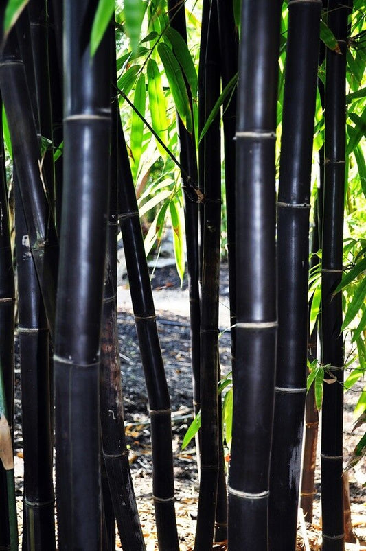 50 Timor Black Bamboo Seeds Privacy Seed Garden Clumping Exotic Shade Screen 401