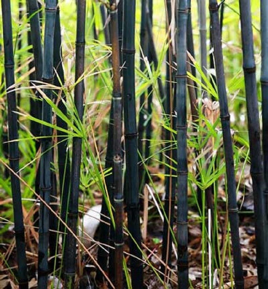 50 Black Bamboo Seeds Privacy Plant Garden Exotic Shade Screen 379 US SELLER