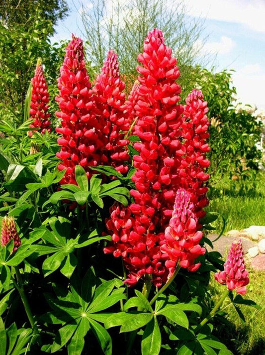 25 Red Flame Lupine Seeds Flower Perennial Flowers Hardy Seed 1027 US SELLER