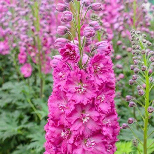 50 Bright Pink Delphinium Seeds Perennial Garden Flower Bloom Seed Flowers 749