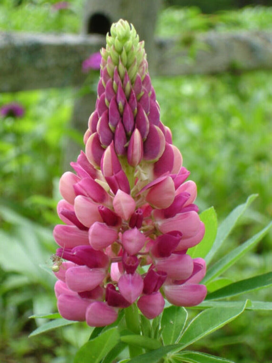 25 Candy Pink Lupine Seeds Flower Perennial Hardy Flowers Seed 935 US SELLER