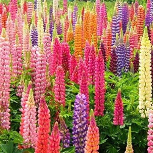 25 Rainbow Mix Lupine Seeds Flower Perennial Seed Bloom Flowers 363 US SELLER