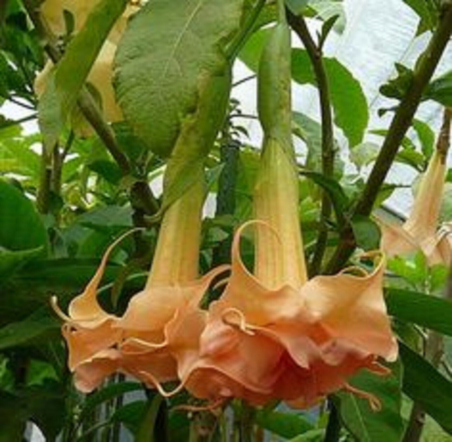 10 Angels Honeymoon Rose Angel Trumpet Seeds Flowers Seed Brugmansia Datura 624
