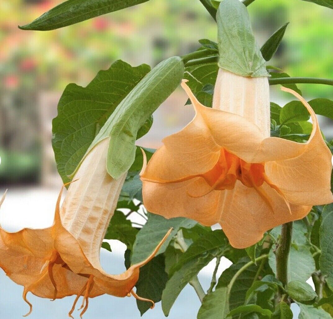 10 Suaveolens Angel Trumpet Seeds Flowers Seed Flower Brugmansia Datur