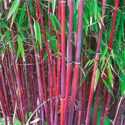 25 Red Bamboo Seeds Privacy Plant Garden Shade Exotic Screen 381 US SELLER