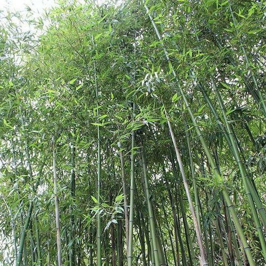 50 Giant Japanese Timber Bamboo Seeds Privacy Climbing Garden Seed 372 US SELLER