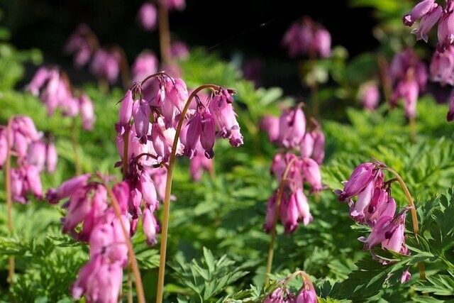 OPEN BLEEDING HEART