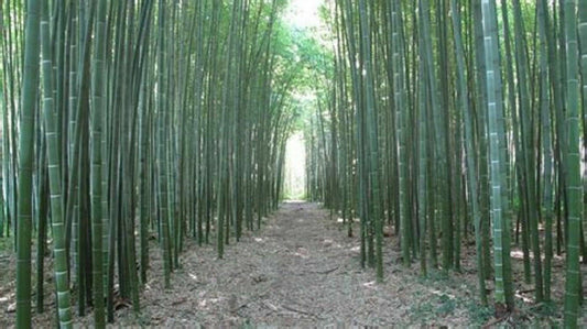 50 Moso Bamboo Seeds Privacy Climbing Garden Clumping Shade Screen 389 US SELLER