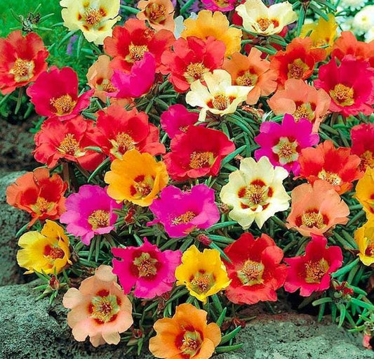100 Bright Mix Moss Rose Seeds Flower Perennial Flowers Seed Bloom 171 USA Selle