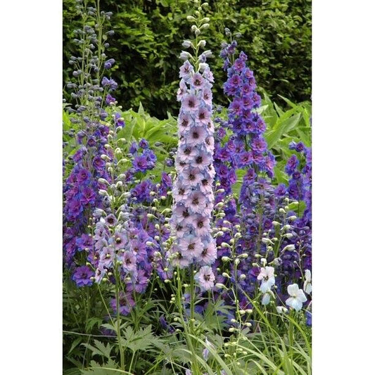 50 Purple Blue Delphinium Seeds Perennial Garden Flower Seed Flowers 806 USA