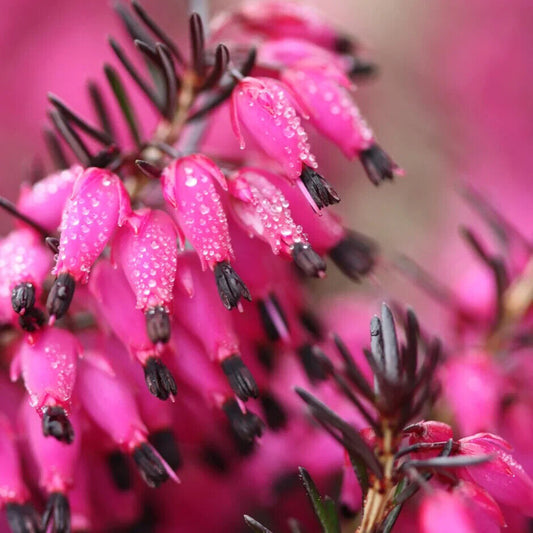 25 Bright Pink Bleeding Heart Seeds Dicentra Spectabilis Shade Flower Garden 698
