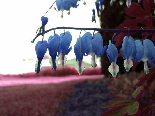 25 Sapharie Blue Bleeding Heart Seeds Dicentra Spectabilis Shade Flower Seed 306