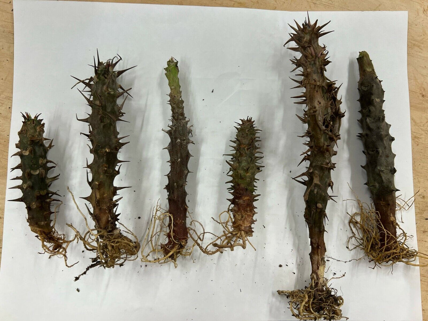 1 "Lai Ka Nov" Crown Of Thorns Plant Euphorbia Milii Starter Plants Rooted